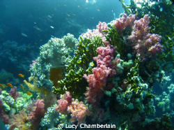 Lovely Coral scenery by Lucy Chamberlain 